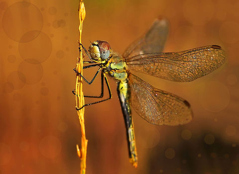 Red-veined Darter  Red-veined darter,Sympetrum fonscolombii