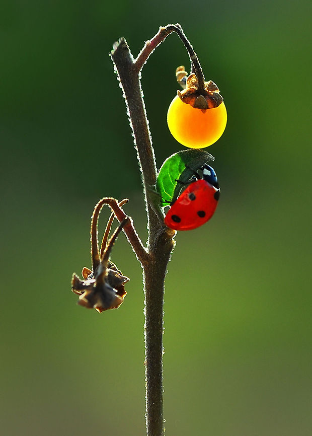 Ladybird  7-spot Ladybird,Coccinella septempunctata