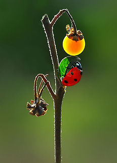 Ladybird  7-spot Ladybird,Coccinella septempunctata
