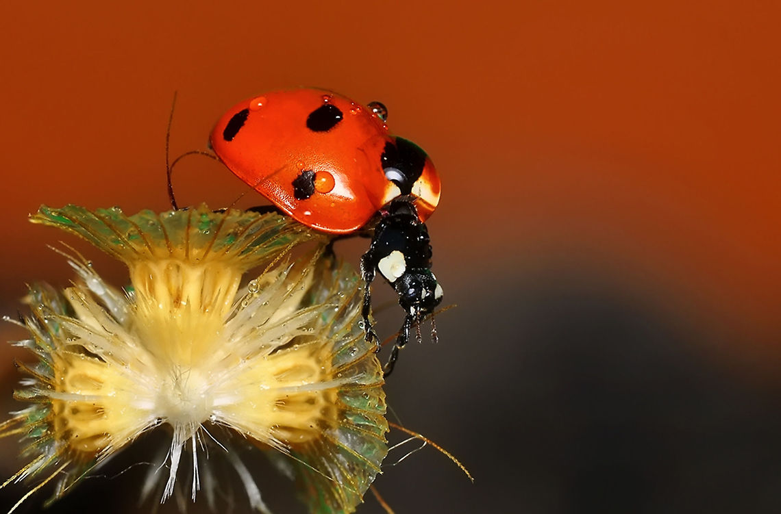 Wet Ladybird  7-spot Ladybird,Coccinella septempunctata
