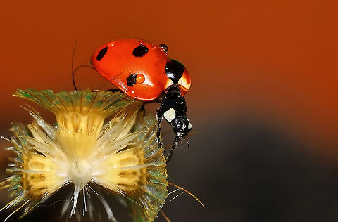 Wet Ladybird  7-spot Ladybird,Coccinella septempunctata