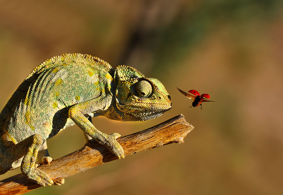 A fed up chameleon  Chamaeleo chamaeleon,Common Chameleon