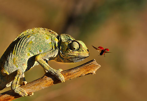 A fed up chameleon  Chamaeleo chamaeleon,Common Chameleon