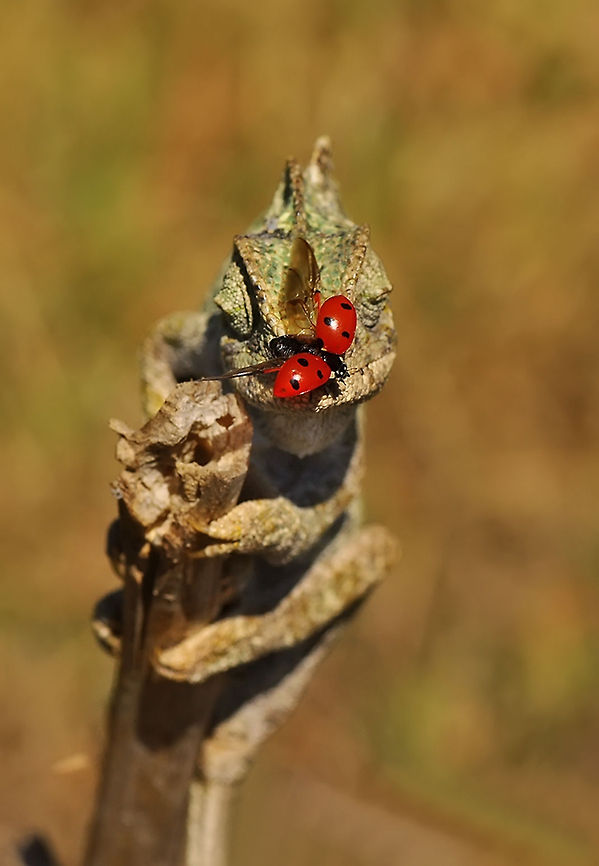 Ladybird landing on a chameleon  7-spot Ladybird,Coccinella,Coccinella septempunctata,Coccinellidae,Coleoptera
