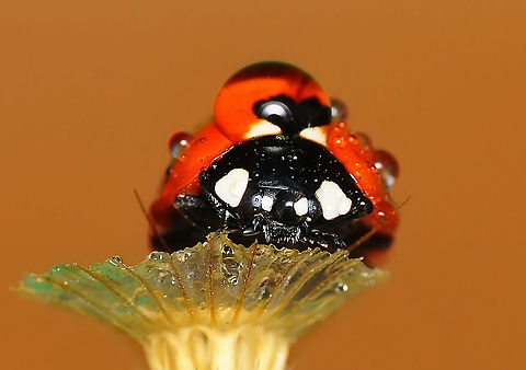 Wet Ladybird  7-spot Ladybird,Coccinella septempunctata