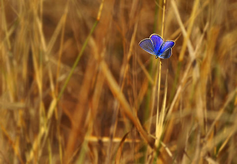 Blue  Common Blue,Polyommatus icarus