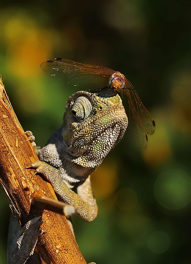 Chameleon  Chamaeleo chamaeleon,Common Chameleon