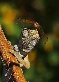 Chameleon  Chamaeleo chamaeleon,Common Chameleon