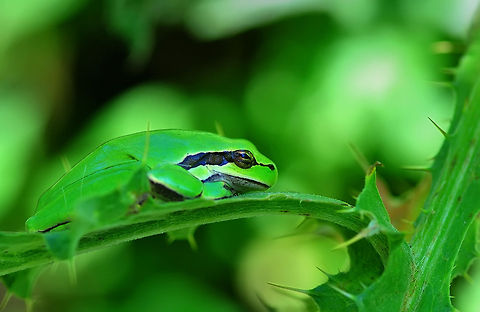 Tree frog  European tree frog,Hyla arborea