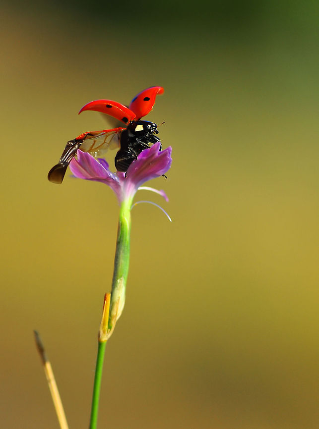 Ladybird landing on Dianthus  7-spot Ladybird,Coccinella septempunctata