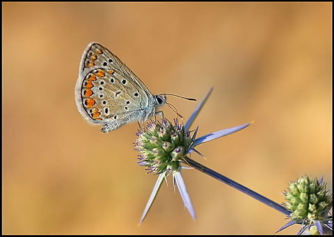 Colorful butterfly on a beautiful flower A colorfly butterfly lands on a purple flower to feast on its nectar. Butterfly,Common Blue,Flowers,Polyommatus,Polyommatus icarus