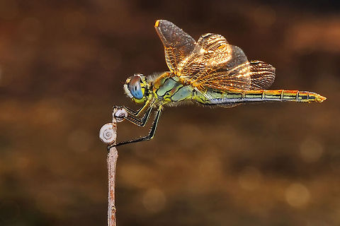 Golden wings  Red-veined darter,Sympetrum fonscolombii