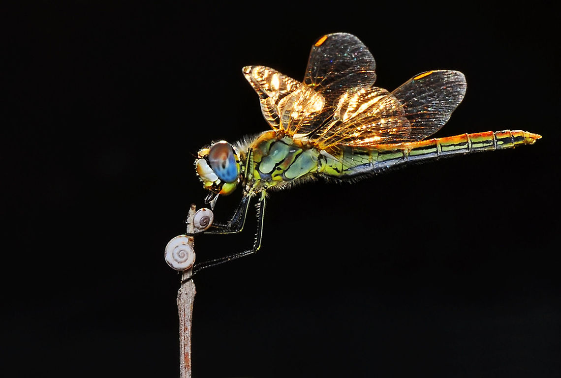 Black and Gold  Red-veined darter,Sympetrum fonscolombii