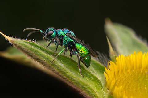 Closeup Cuckoo wasp (Chrysididae) Macro shots, Beautiful nature scene. Closeup Cuckoo wasp (Chrysididae) sitting on the flower in a summer garden. Geotagged,Spring