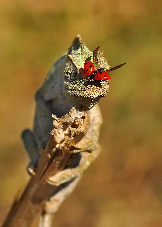 Common Chameleon and Ladybug  Chamaeleo chamaeleon,Common Chameleon