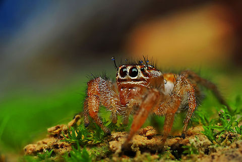 Jumping Spider Nikon D90  Tamron 90 mm  f:40 ISO :250  S: 1/200