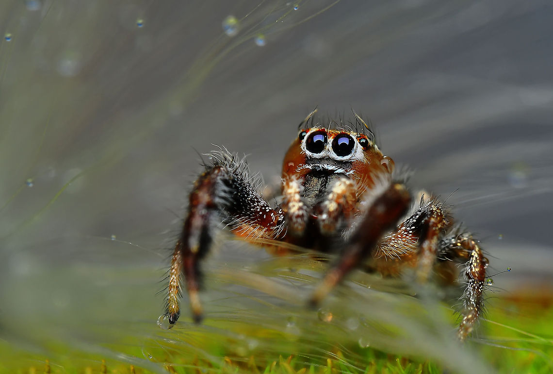 Jumping Spider Nikon D90  Tamron 90 mm  f:40 ISO :250  S: 1/200<br />
<br />
 Macro,insect
