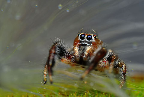 Jumping Spider Nikon D90  Tamron 90 mm  f:40 ISO :250  S: 1/200

 Macro,insect