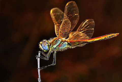Dragonfly Nikon D90  Tamron 90 mm  f:22 ISO :250  S: 1/200 Red-veined darter,Sympetrum fonscolombii