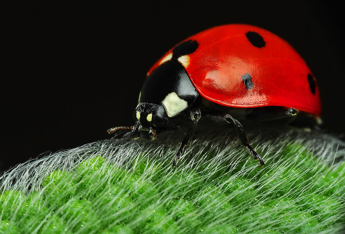Ladybug Nikon D90  Tamron 90 mm  f:40 ISO :250  S: 1/200 Coccinella septempunctata,Ladybird (7-spot)