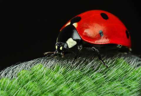 Ladybug Nikon D90  Tamron 90 mm  f:40 ISO :250  S: 1/200 Coccinella septempunctata,Ladybird (7-spot)