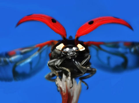 Ladybug Nikon D90  Tamron 90 mm  f:32 ISO :250  S: 1/200 Coccinella septempunctata,Ladybird (7-spot)