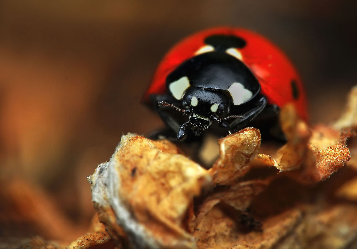 Ladybug close-up  Coccinella septempunctata,Ladybird (7-spot)