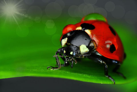 Ladybug Nikon D90  Tamron 90 mm  f:32  ISO :250  S: 1/200 Coccinella septempunctata,Ladybird (7-spot)