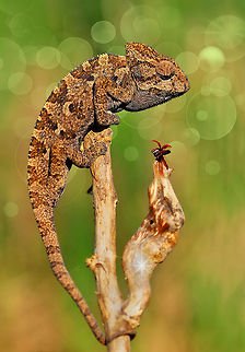 Common Chameleon and Ladybug  Chamaeleo chamaeleon,Common Chameleon