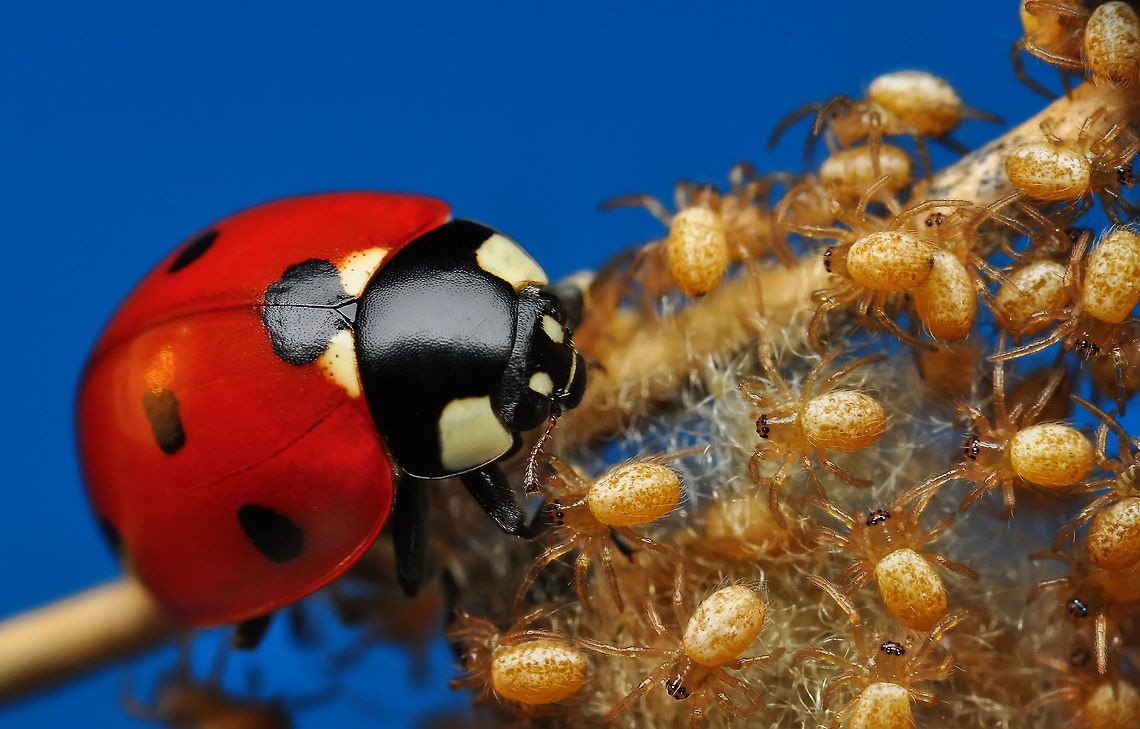 LADYBUG and SPIDERS  Coccinella septempunctata,Ladybird (7-spot)