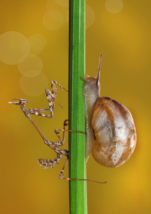 Snail & Mantis  Empusa fasciata