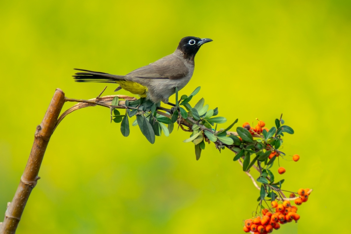 White spectacled Bulbul.  Geotagged,Pycnonotus xanthopygos,White-Spectacled bulbul