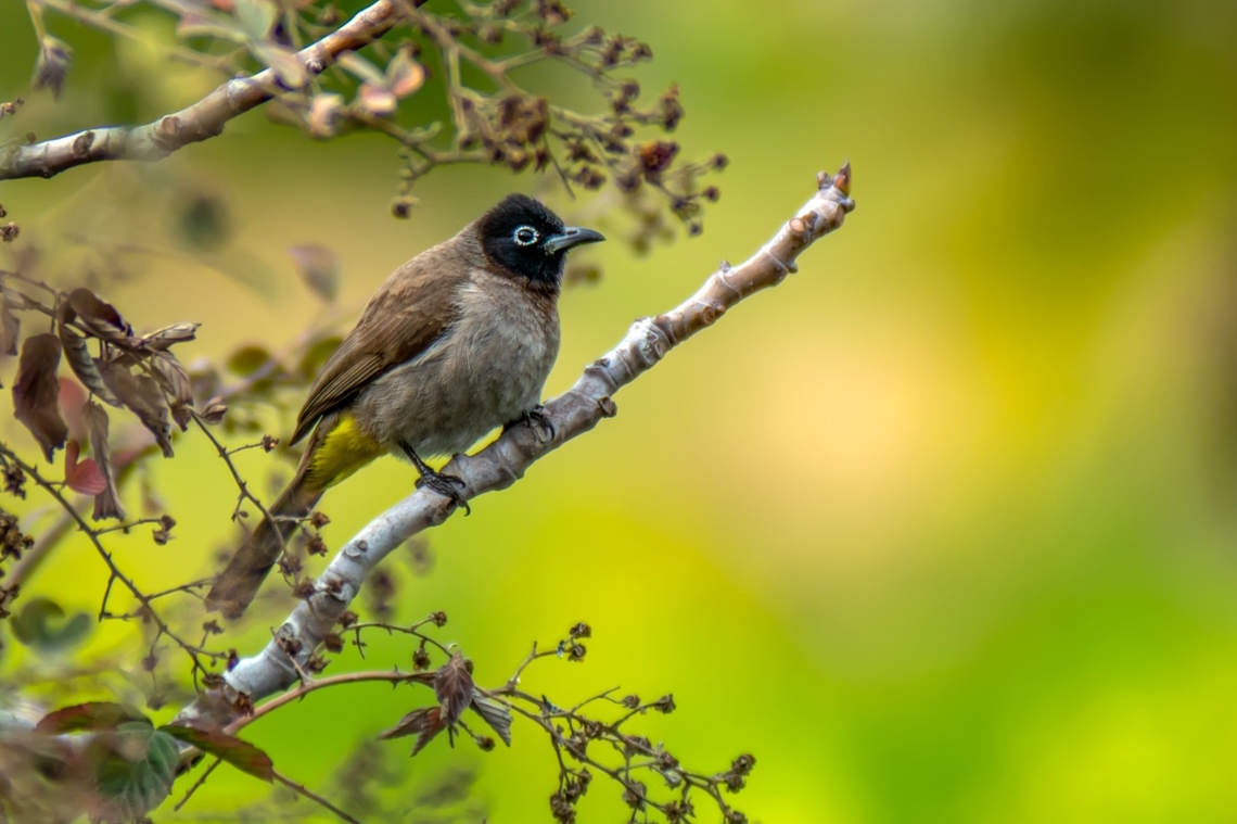 White spectacled Bulbul.  Pycnonotus xanthopygos,White-Spectacled bulbul
