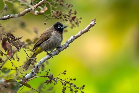 White spectacled Bulbul.  Pycnonotus xanthopygos,White-Spectacled bulbul