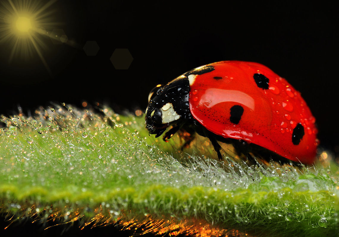 Ladybug  Coccinella septempunctata,Ladybird (7-spot)