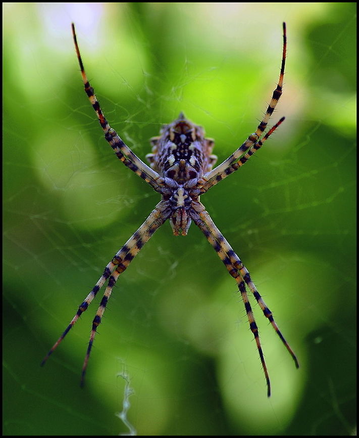 X marks the Spider Huge spider forms an &quot;X&quot; posture. Araneae,Macro,Spider