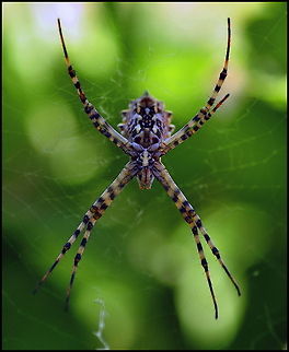 X marks the Spider Huge spider forms an "X" posture. Araneae,Macro,Spider