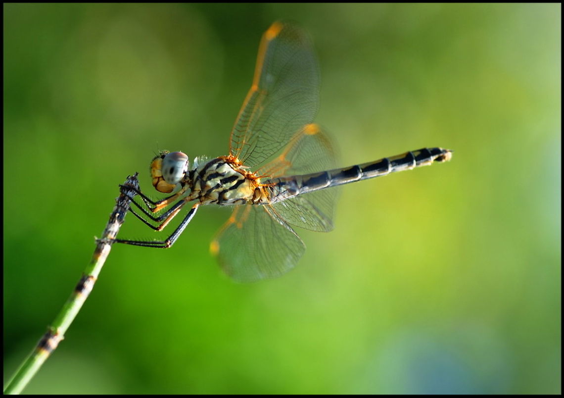 DragonFly hanging on to a twig Beautiful Dragonfly in mid-air holds on to a twig. Dragonfly,Insects,Macro,Odonata