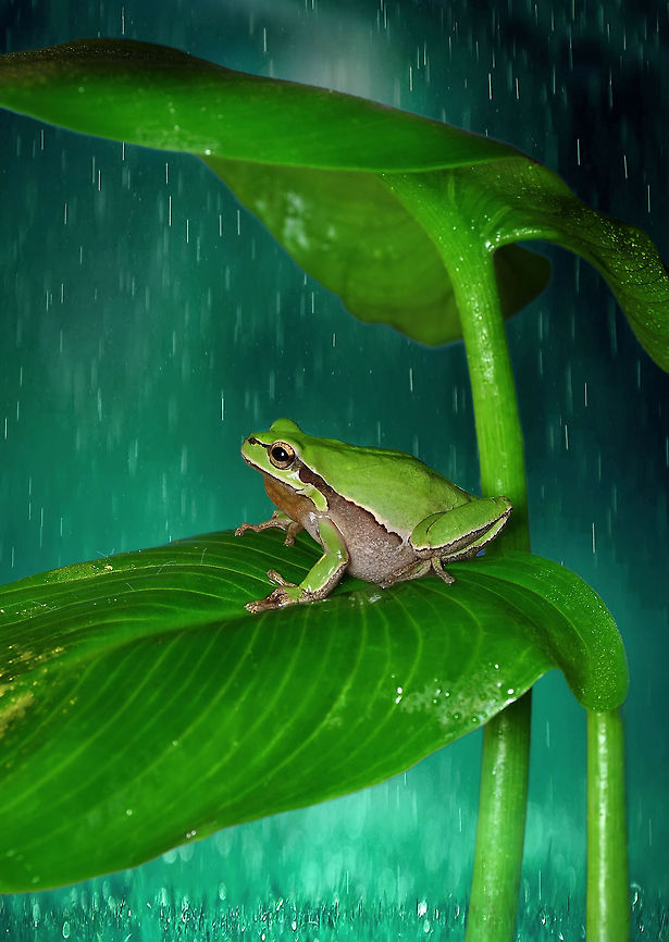 Tree frog  European tree frog,Hyla arborea,macro