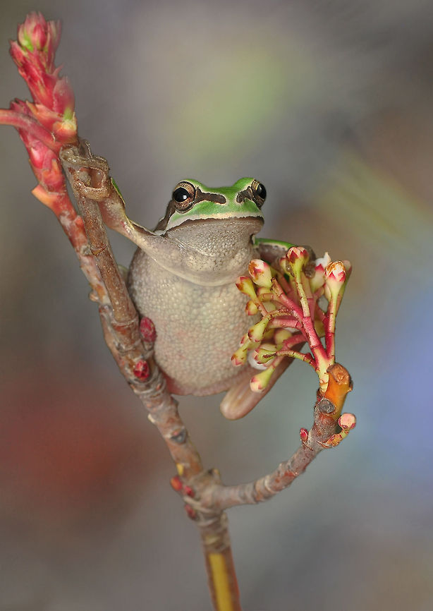 Treefrog  European tree frog,Hyla arborea,Macro