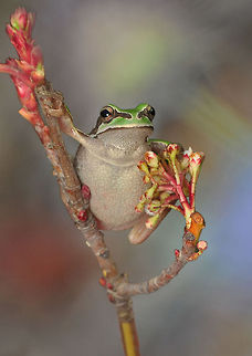 Treefrog  European tree frog,Hyla arborea,Macro