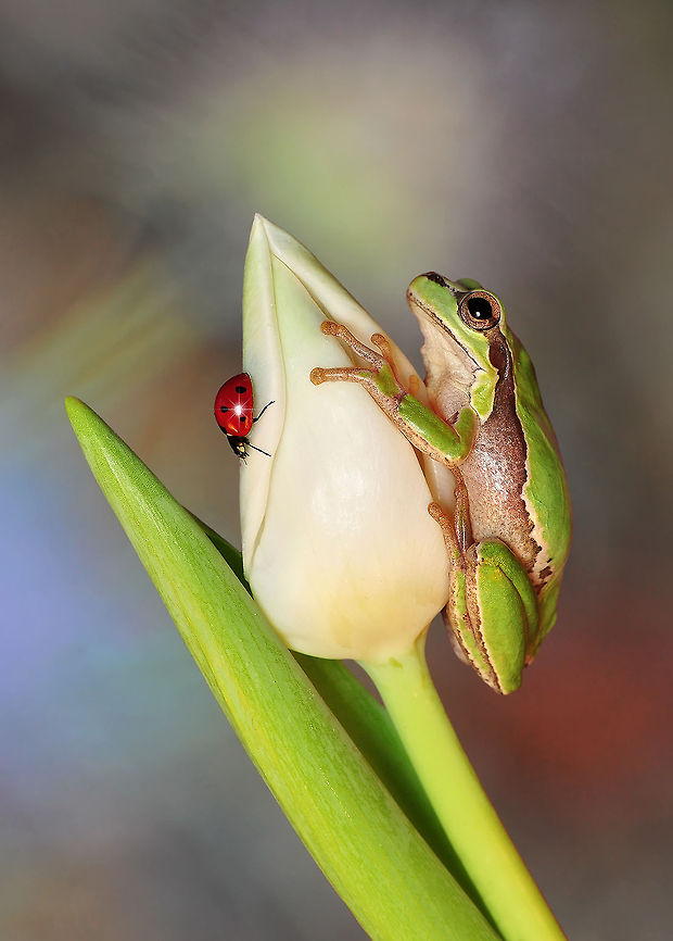 Treefrog & Ladybug  Coccinella septempunctata,Ladybird (7-spot)