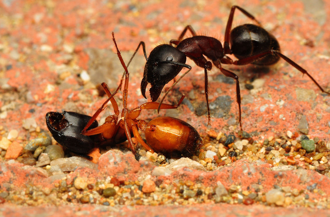 Ant  Macro