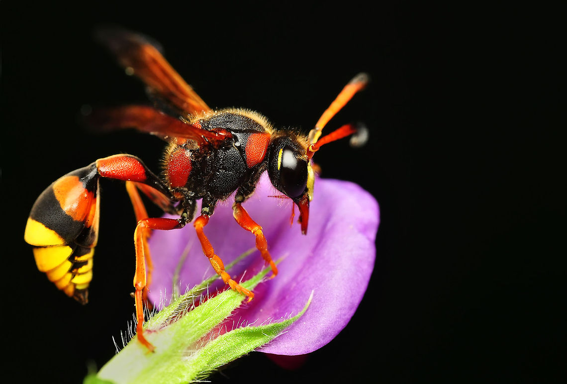Great potter wasp  Delta unguiculatum,Great potter wasp