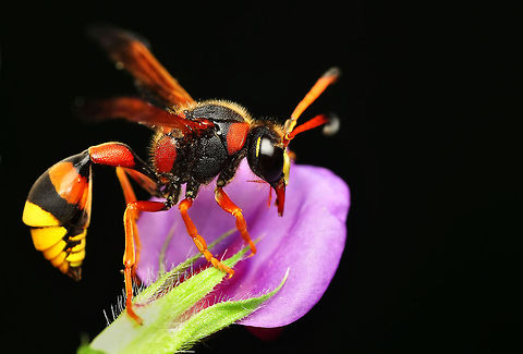 Great potter wasp  Delta unguiculatum,Great potter wasp
