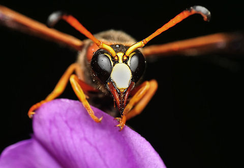 Great potter wasp portrait  Delta unguiculatum,Great potter wasp