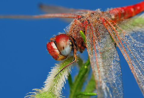 Dragonfly  Sympetrum fonscolombii,animalia,anisoptera,biodiversity,insects,libellulidae,odonata,red-veined darter