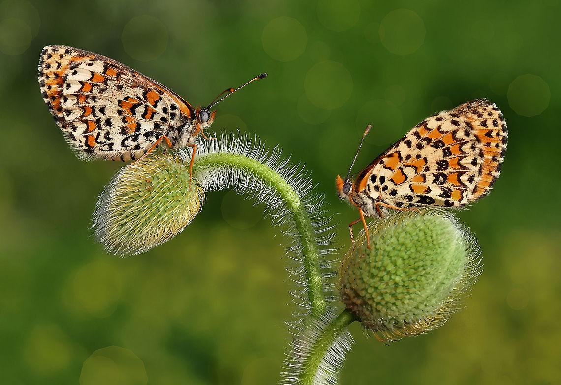 Melitaea cinxia  Glanville Fritillary,Melitaea cinxia