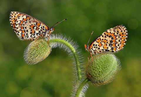 Melitaea cinxia  Glanville Fritillary,Melitaea cinxia