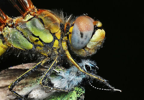 Dragonfly & Butterfly  Red-veined darter,Sympetrum fonscolombii